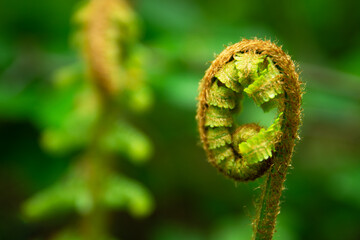 Coiled wild forest fern in natural habitat in close-up