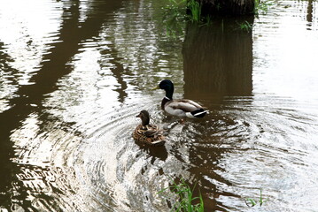 duck and Drake swim in the lake