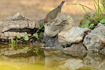  curruca capirotada bebiendo en el estanque del parque (Sylvia atricapilla) Ojén Andalucía España
