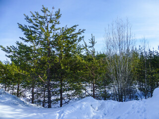 Winter spruce forest covered with snow. Frosty, sunny day in the north of Russia.