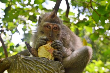 Monkey Forest Ubud