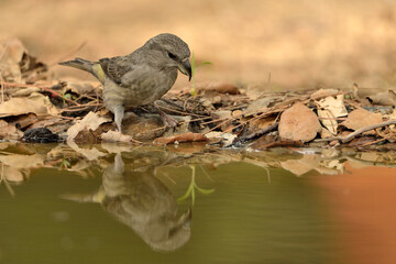   piquituerto bebiendo agua en el estanque del parque  (Loxia curvirostra) Ojén Andalucía España 