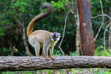Brown lemurs play in the meadow and a tree trunk and are waiting for the visitors