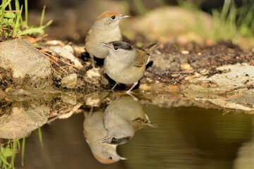 curruca capirotada hembra bebiendo agua en el estanque del parque (Sylvia atricapilla) Marbella Andalucía España 