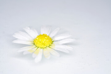 Fototapeta na wymiar Daisies photographed in the studio under the best conditions 