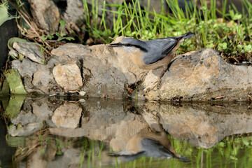  trepador azul bebiendo y reflejado en el estanque  (Fringilla montifringilla) Ojén Andalucía España 