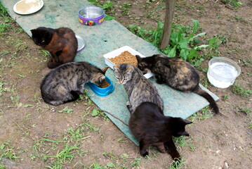 stray cats feeding on the street