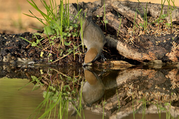 curruca capirotada hembra bebiendo agua en el estanque del parque (Sylvia atricapilla) Marbella Andalucía España 