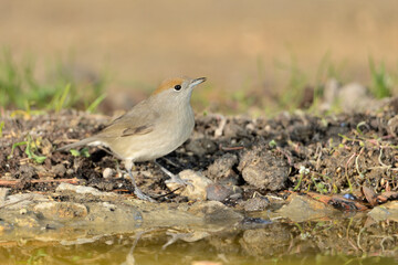 curruca capirotada hembra bebiendo agua en el estanque del parque (Sylvia atricapilla) Marbella Andalucía España 