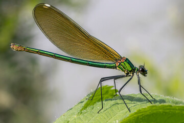 damigella dorata