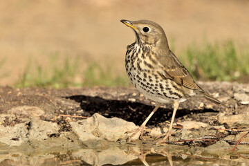  zorzal común posado en el suelo del parque (Turdus philomelos) Marbella Andalucía España 