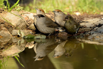 currucas capirotadas en grupo bebiendo agua en el estanque del parque (Sylvia atricapilla) Marbella Andalucía España 
