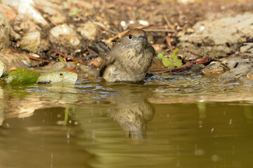 curruca capirotada hembra bebiendo agua en el estanque del parque (Sylvia atricapilla) Marbella Andalucía España 