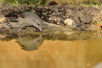    piquituerto hembra bebiendo agua en el estanque del parque  (Loxia curvirostra) Ojén Andalucía España 