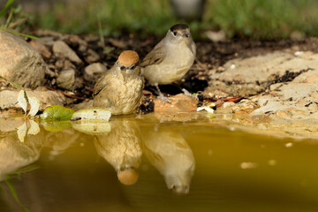 curruca capirotada macho y hembra bebiendo agua en el estanque del parque (Sylvia atricapilla) Marbella Andalucía España 