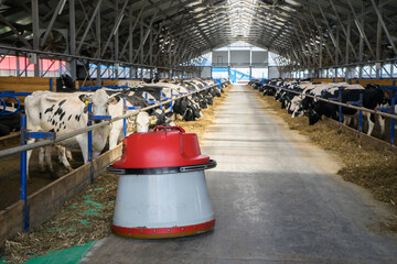 robot feed pusher on a dairy farm with cows. Robot moves hay in dairy production