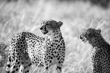 A cheetah couple sits in the grass and looks into the distance