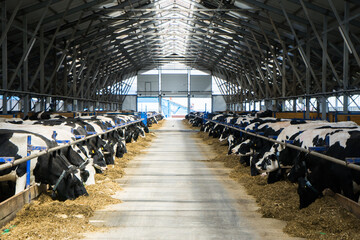 dairy cows on a farm in the stall. Cows eat hay or grass. Cattle breeding for dairy and meat...