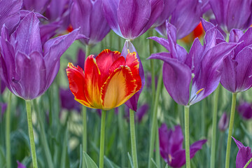 tulipano rosso e giallo fra tulipani viola
