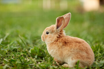 Cute easter orange bunny rabbit on green grass and green blurred background. Close up