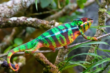 A chameleon moves along a branch in a rainforest in Madagascar