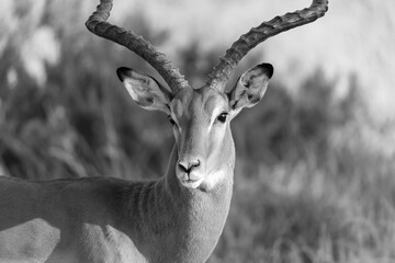 A portrait of an Impala antelope in the savannah of Kenya