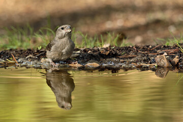 piquituerto hembra bebiendo en el estanque del parque (Loxia curvirostra) Ojén Andalucía España 