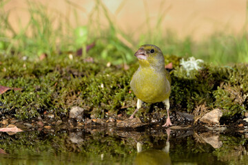 verderón común bebiendo agua en el estanque (Chloris chloris)Marbella Andalucía España 