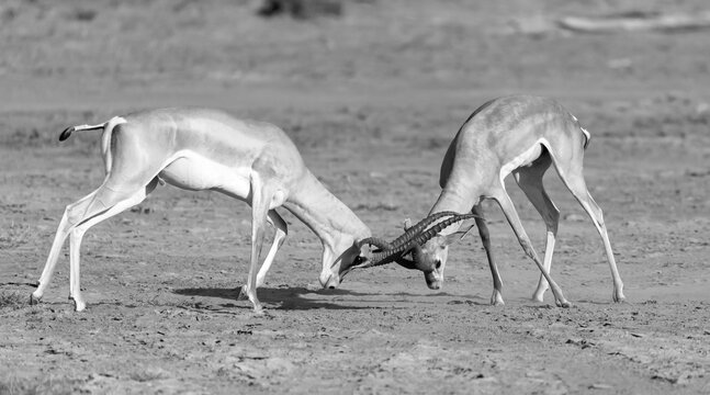 A Battle Of Two Grant Gazelles In The Savannah Of Kenya