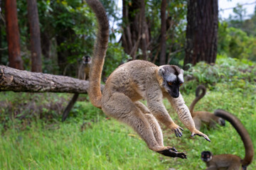 Brown lemurs play in the meadow and a tree trunk and are waiting for the visitors
