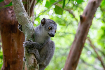 A crown lemur crawls on the branches of a tree