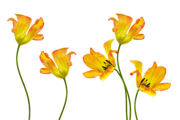 Obraz na płótnie Canvas spring colorful flowers tulips. nature