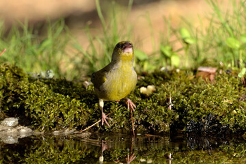 verderón común bebiendo agua en el estanque (Chloris chloris)Marbella Andalucía España 