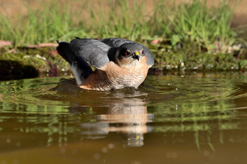  gavilán común bebiendo agua y bañándose en el estanque (Accipiter nisus) Ojén Andalucía España 