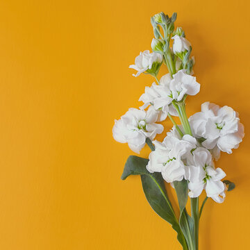 orange background with white matiola flower. Blooming white branch. Clean beauty concept, spa, lean beauty concept. Your product here. Space for a text. Flat lay.