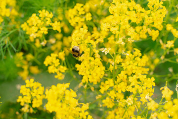 The bedstraw is real. background of yellow flowers with selective focus. bee sitting on a flower