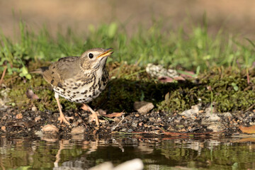  zorzal común bebiendo en el estanque con hierba y musgo (Turdus philomelos) Marbella Andalucía España 
