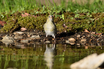  piquituerto bebiendo agua en el estanque (Loxia curvirostra) Marbella Andalucía España