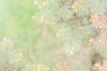 Christmas festive soft green coniferous background with selective focus. layout for christmas design