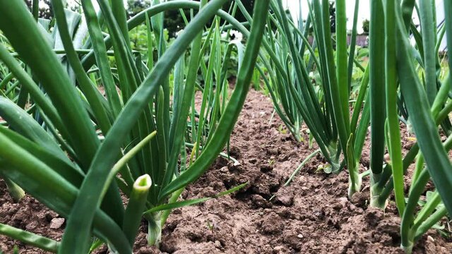 Fresh green stalks of spring onion in vegetable garden. Natural spicy food ingredient. Organic farm, agriculture sector, close up, slow motion. Green plants in the garden. 