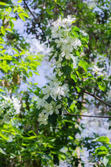 White Apple flowers bloom