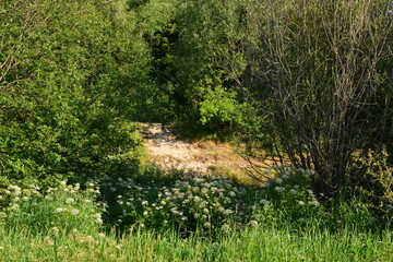 The English countryside in Springtime