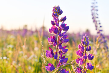 Lupine flowers on the sunset field.