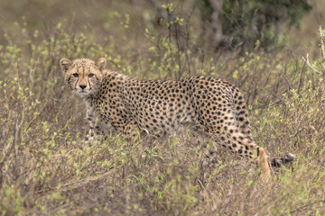 A Cheetah in the Park