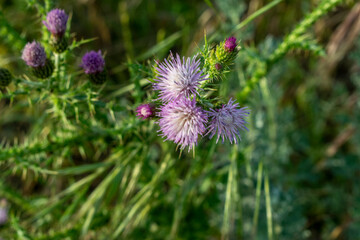 Flor morada de cardo en primavera.