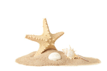 Seashells with sand isolated on a white background with copy space. Summer concept