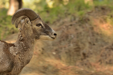  muflón macho joven en el bosque (Ovis musimon) Ojén Andalucía España