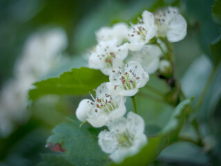 blooming hawthorn in may with white flowers