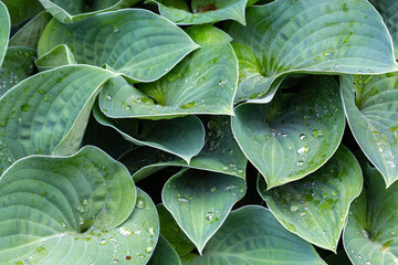 Green background with fresh hosta leaves or plantina lilies with raindrops