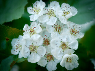blooming hawthorn in may with white flowers